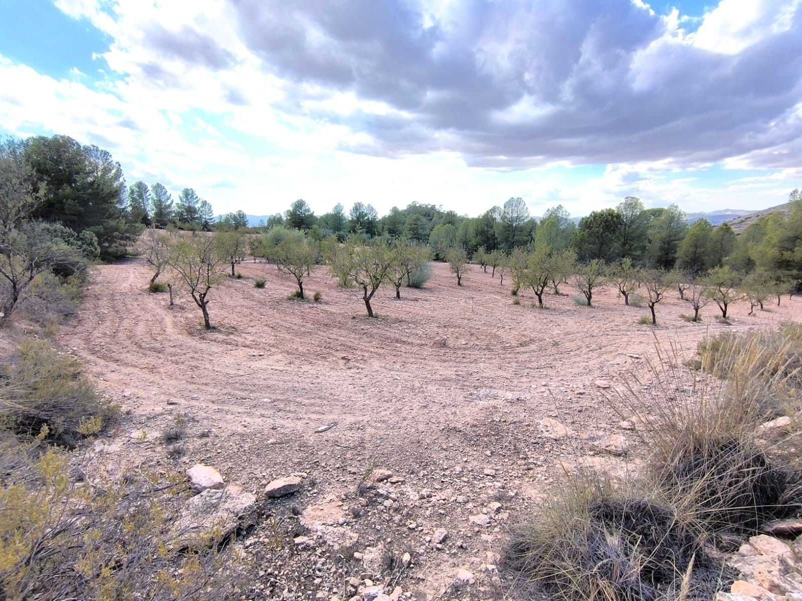 Land in MURCIA for sale Primary Photo- Image 1 of 7