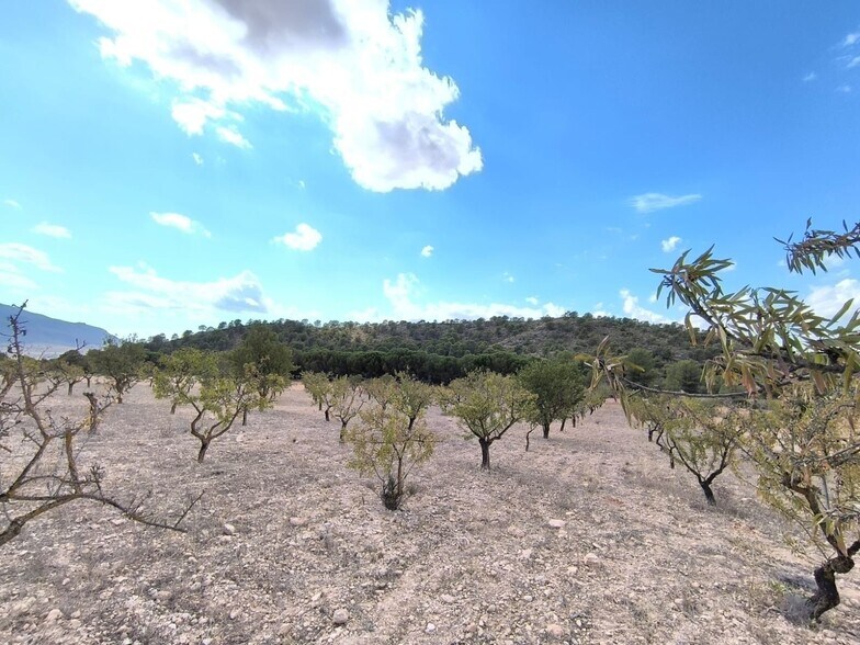 Land in Yecla, Murcia for sale - Primary Photo - Image 1 of 9
