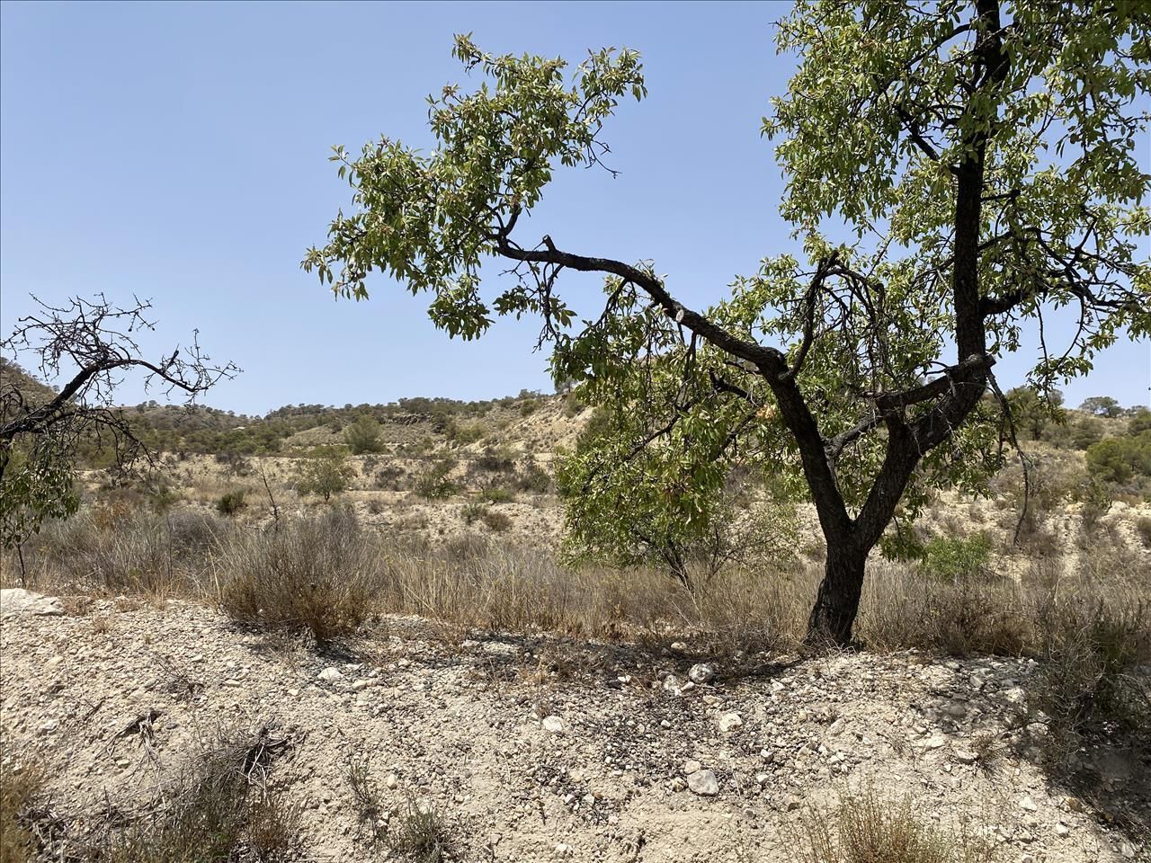 Camino del Algarrobo, 7, Abanilla, Murcia for sale Primary Photo- Image 1 of 14