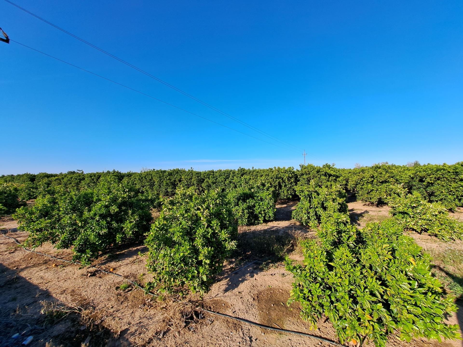 Land in Alzira, Valencia for sale Primary Photo- Image 1 of 36