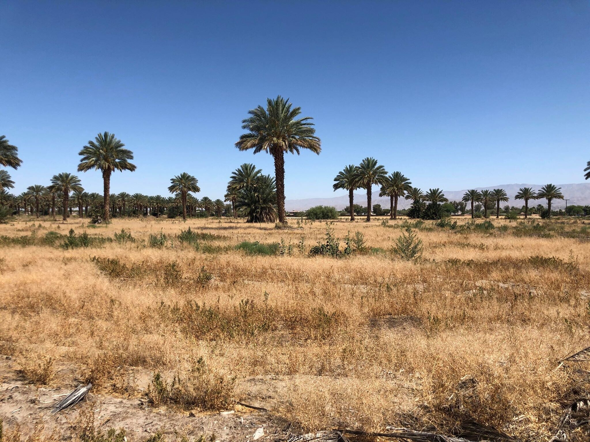 49251 Calhoun St, Coachella, CA for sale Building Photo- Image 1 of 1