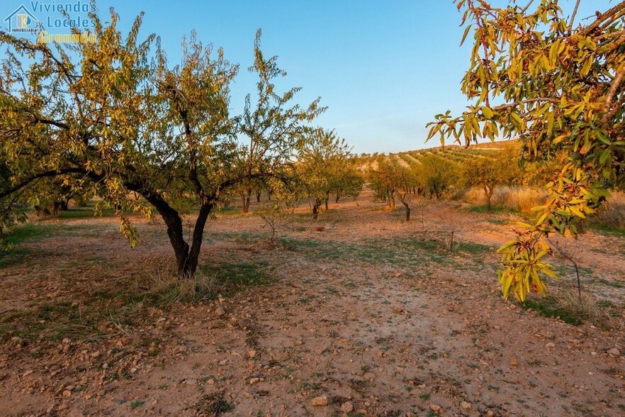 Camino la Zapatera, Gójar, Granada for sale - Building Photo - Image 2 of 15