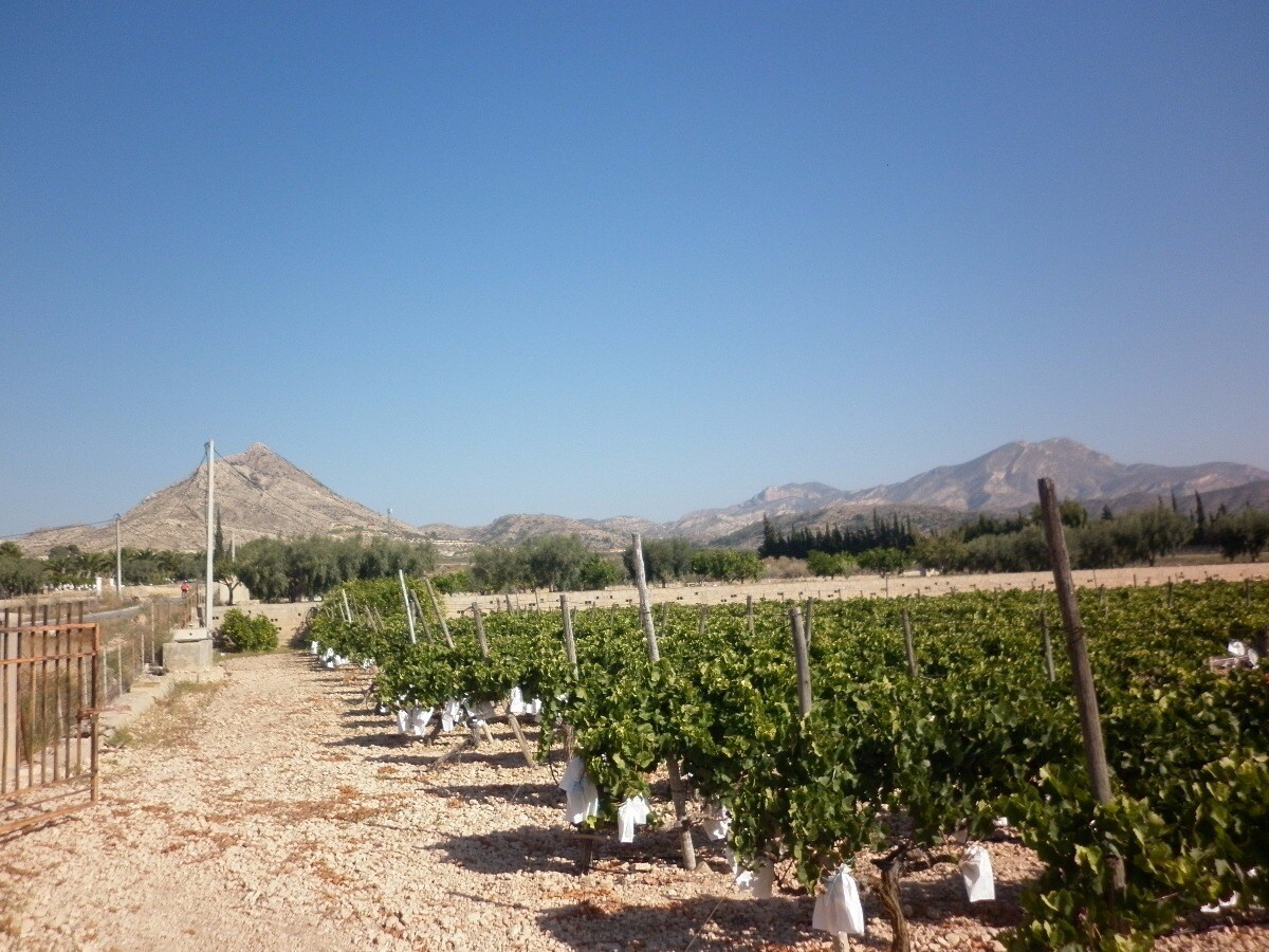 Land in Novelda, Alicante for sale Primary Photo- Image 1 of 11