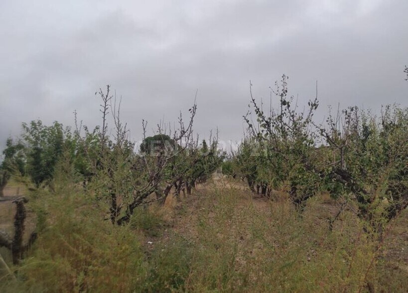 Vereda, 246, Jumilla, Murcia for sale - Building Photo - Image 2 of 11