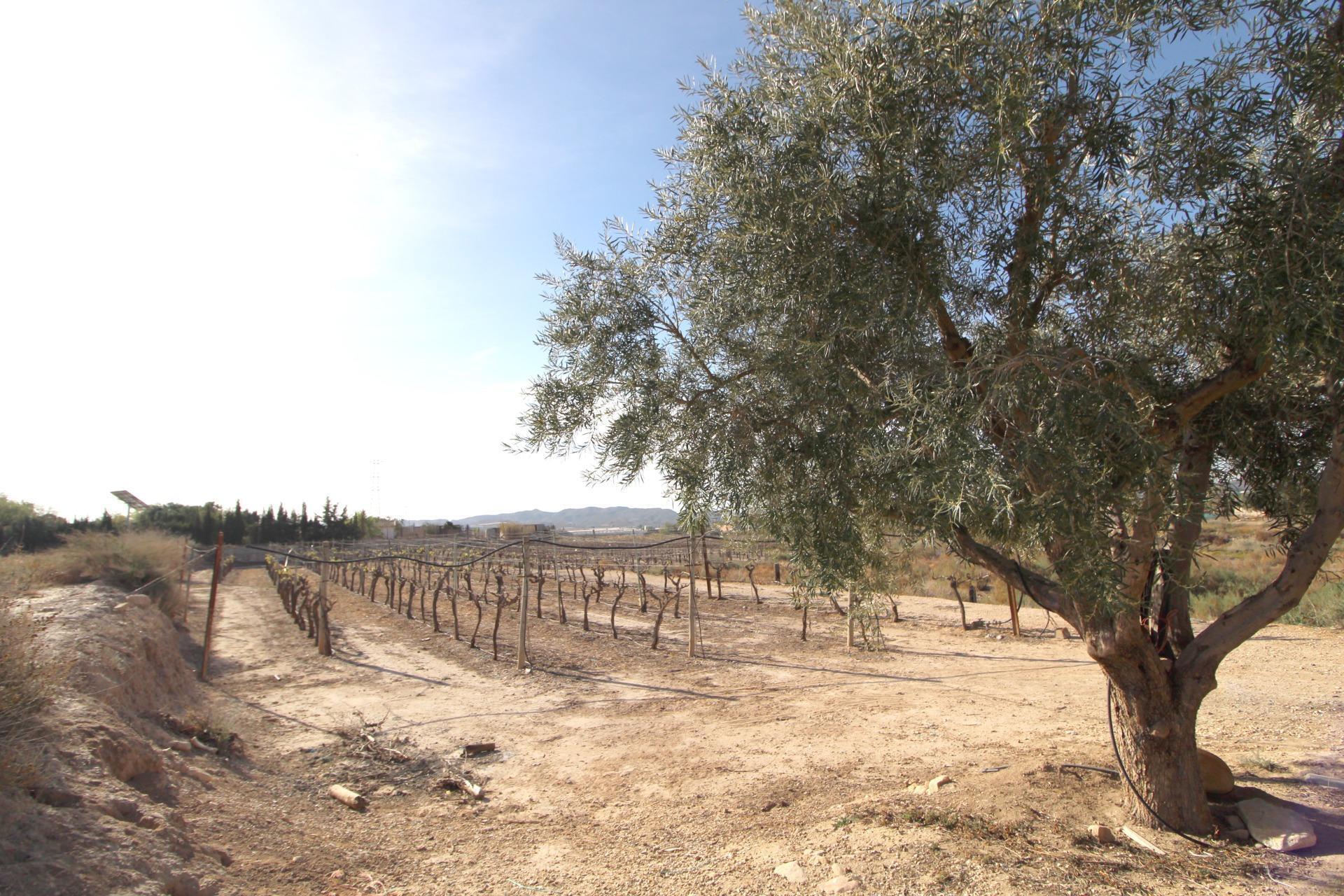 Land in Monforte del Cid, Alicante for sale Building Photo- Image 1 of 3