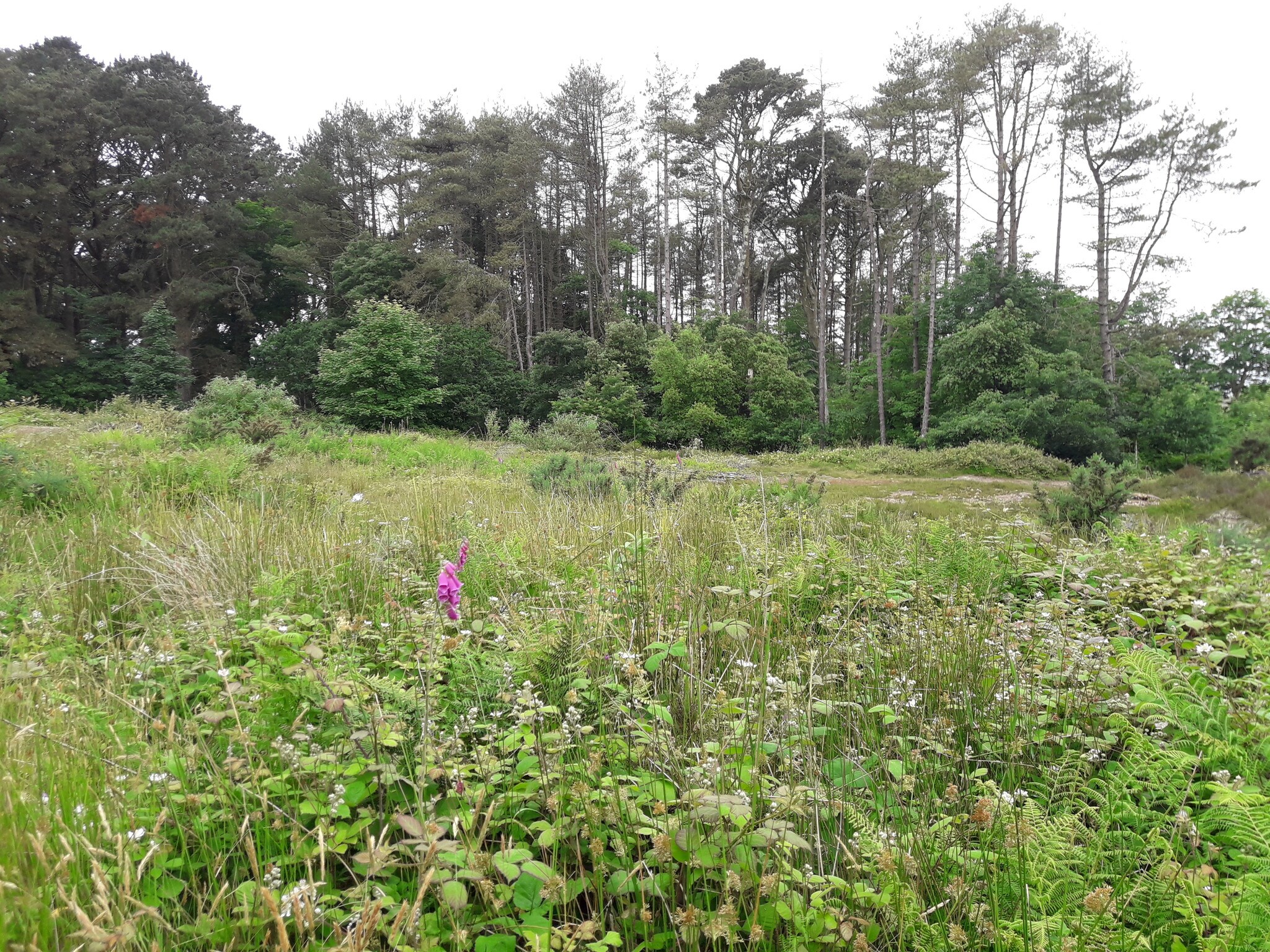 Treskerby Woods, Scorrier for sale Primary Photo- Image 1 of 1