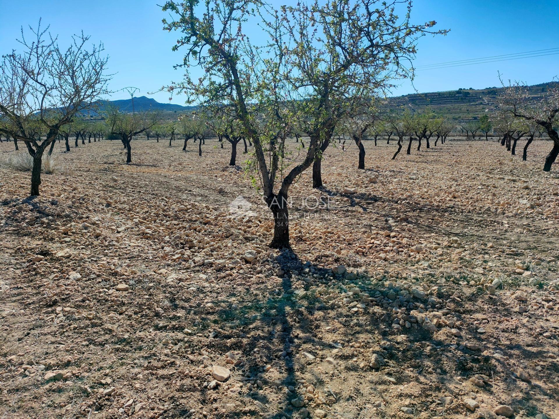 Land in Orihuela, Alicante for sale Primary Photo- Image 1 of 12
