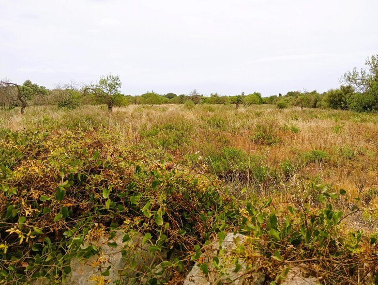 Land in Manacor, Islas Baleares for sale - Site Plan - Image 2 of 2