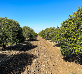 355 S Vineland Rd, Bakersfield, CA for sale - Building Photo - Image 2 of 10