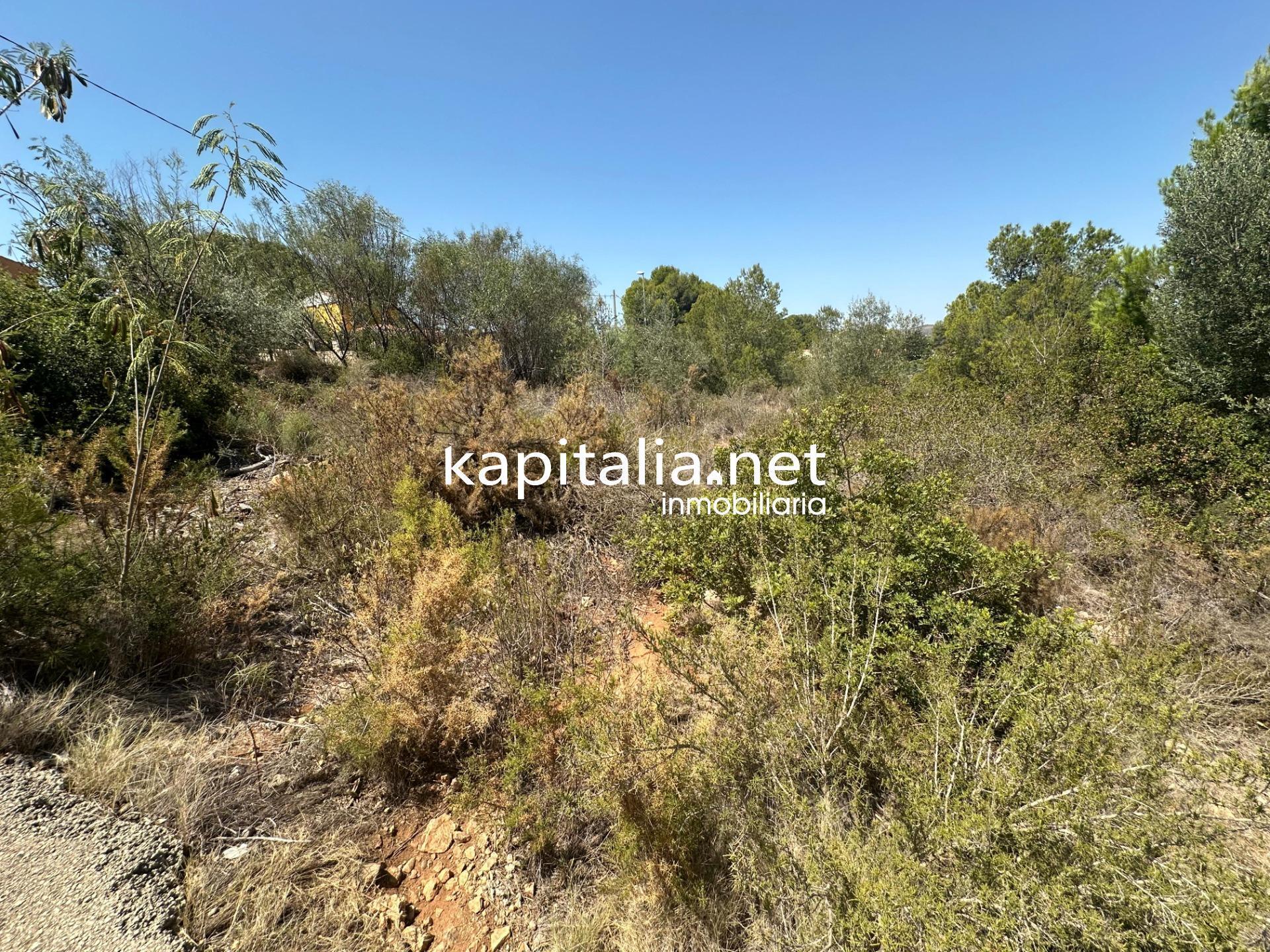 Land in Alberic, Valencia for sale Primary Photo- Image 1 of 5
