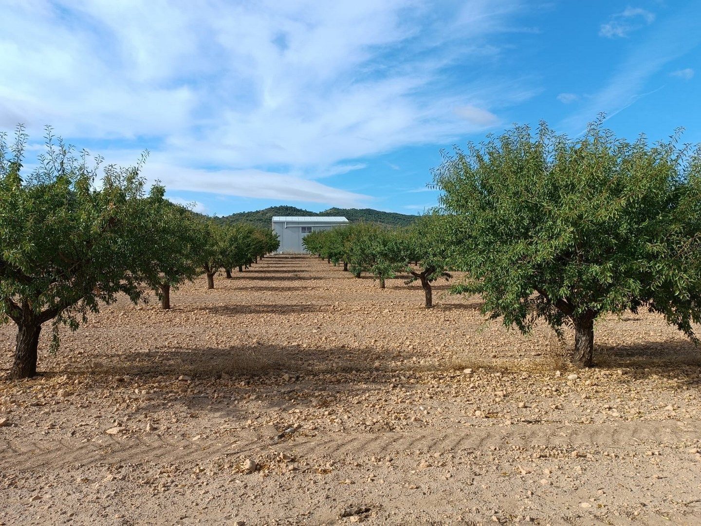 Land in MURCIA for sale Primary Photo- Image 1 of 8