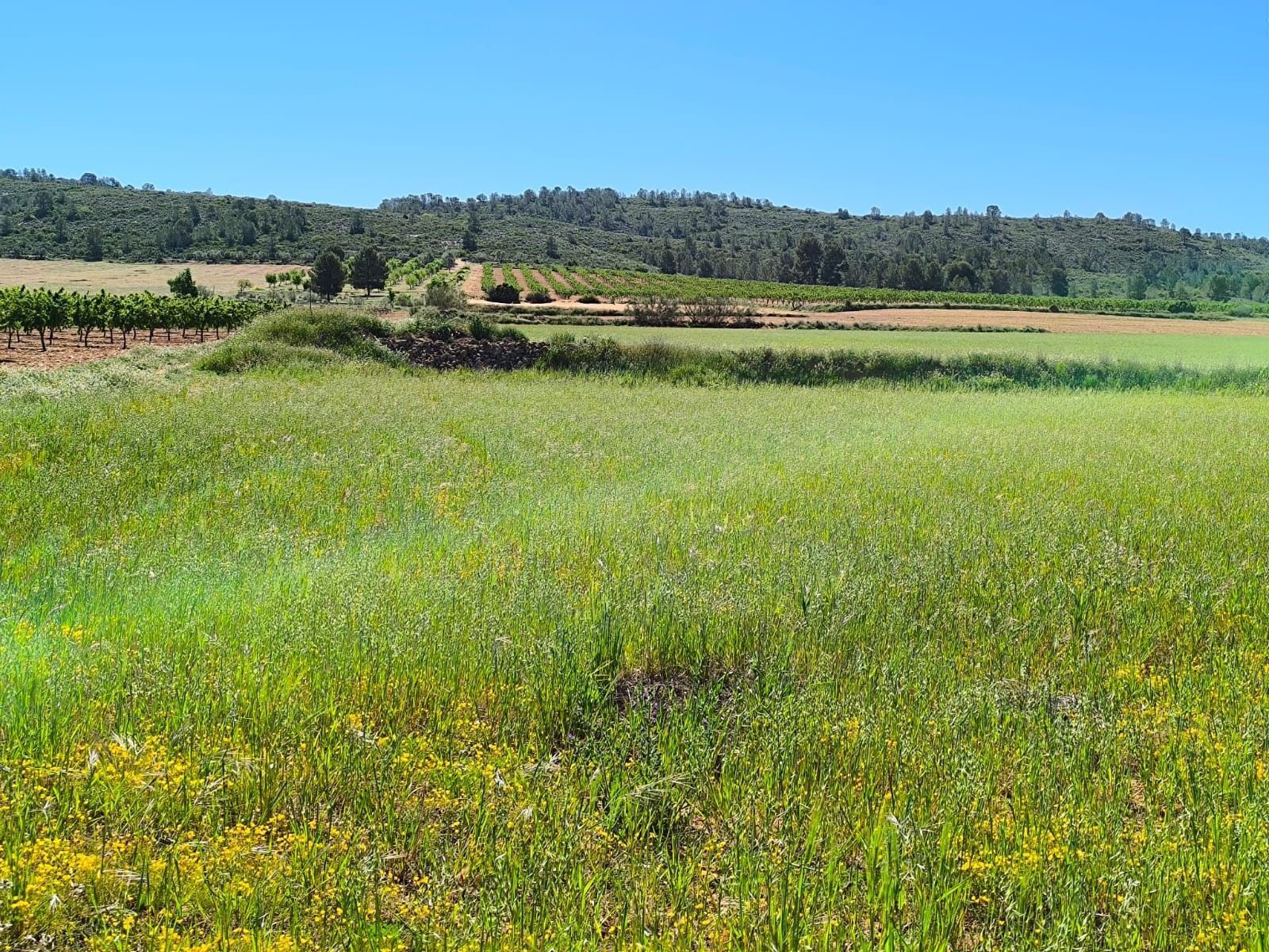 Land in Yecla, Murcia for sale Site Plan- Image 1 of 6