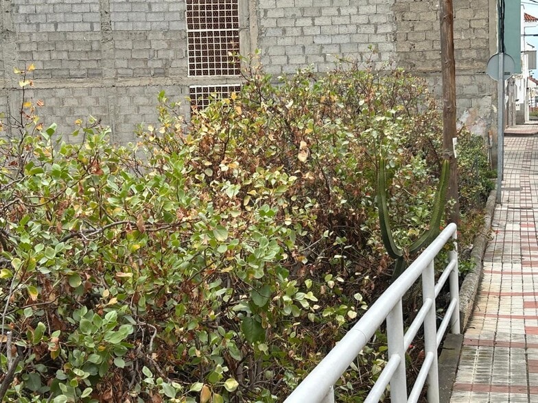 Calle Cieguita de Lugarejo, 11, Las Palmas de Gran Canaria, Las Palmas for sale - Building Photo - Image 3 of 12