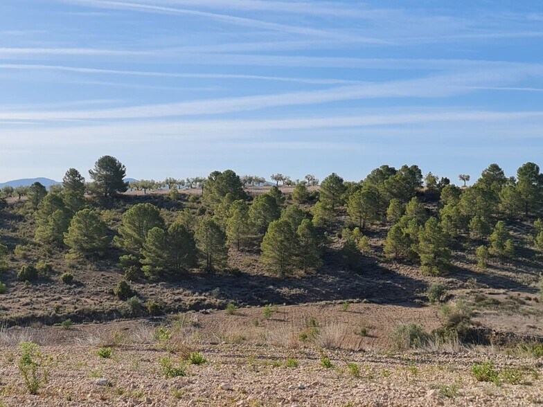 Land in Yecla, Murcia for sale - Primary Photo - Image 1 of 14