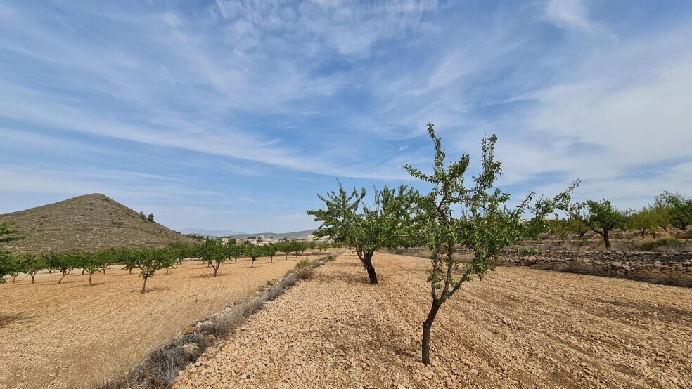 Land in Algueña, Alicante for sale - Primary Photo - Image 1 of 8