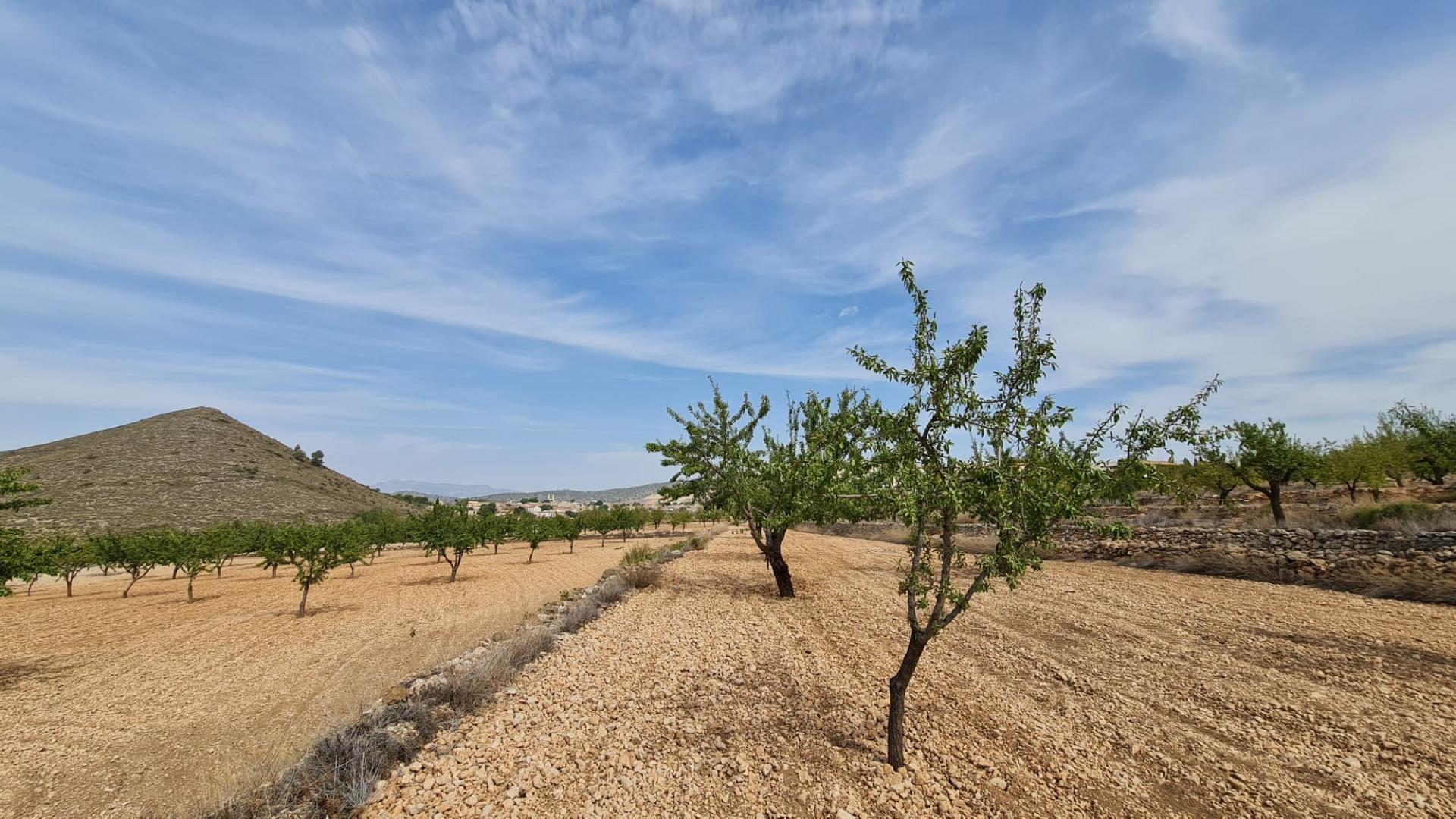 Land in Algueña, Alicante for sale Primary Photo- Image 1 of 9