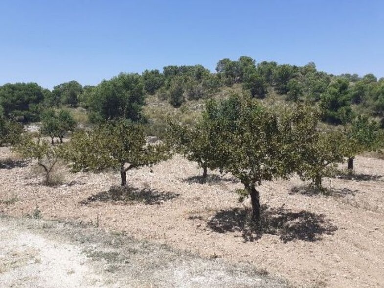 Paraje Sopaire y Cañada de la Leña, 3, Abanilla, Murcia to rent - Building Photo - Image 2 of 14