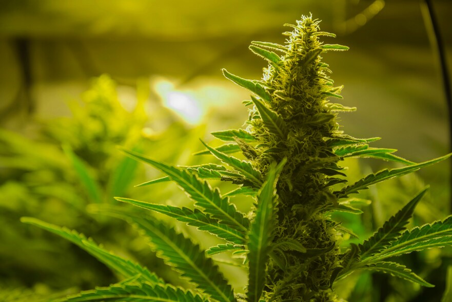 47315 Elk Chattaroy, Elk, WA for sale - Other - Image 1 of 1