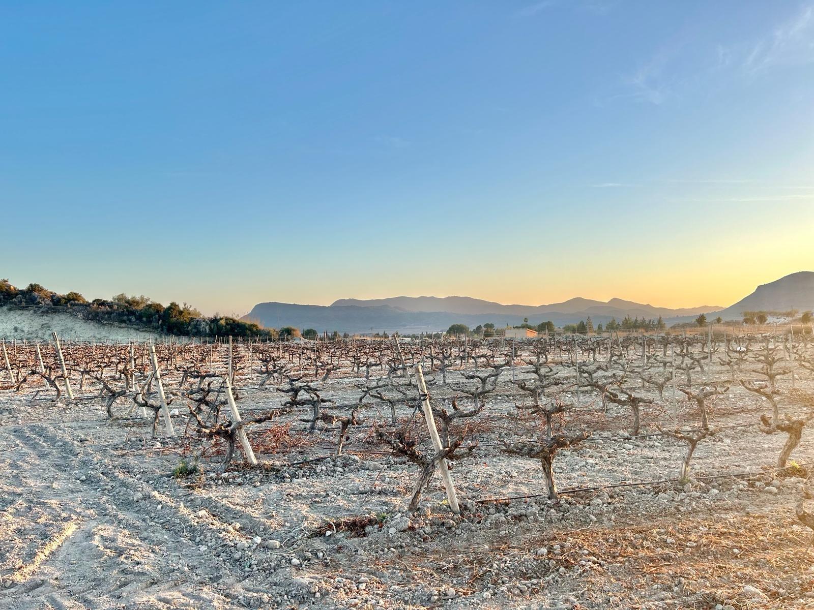 Land in Novelda, Alicante for sale Aerial- Image 1 of 8