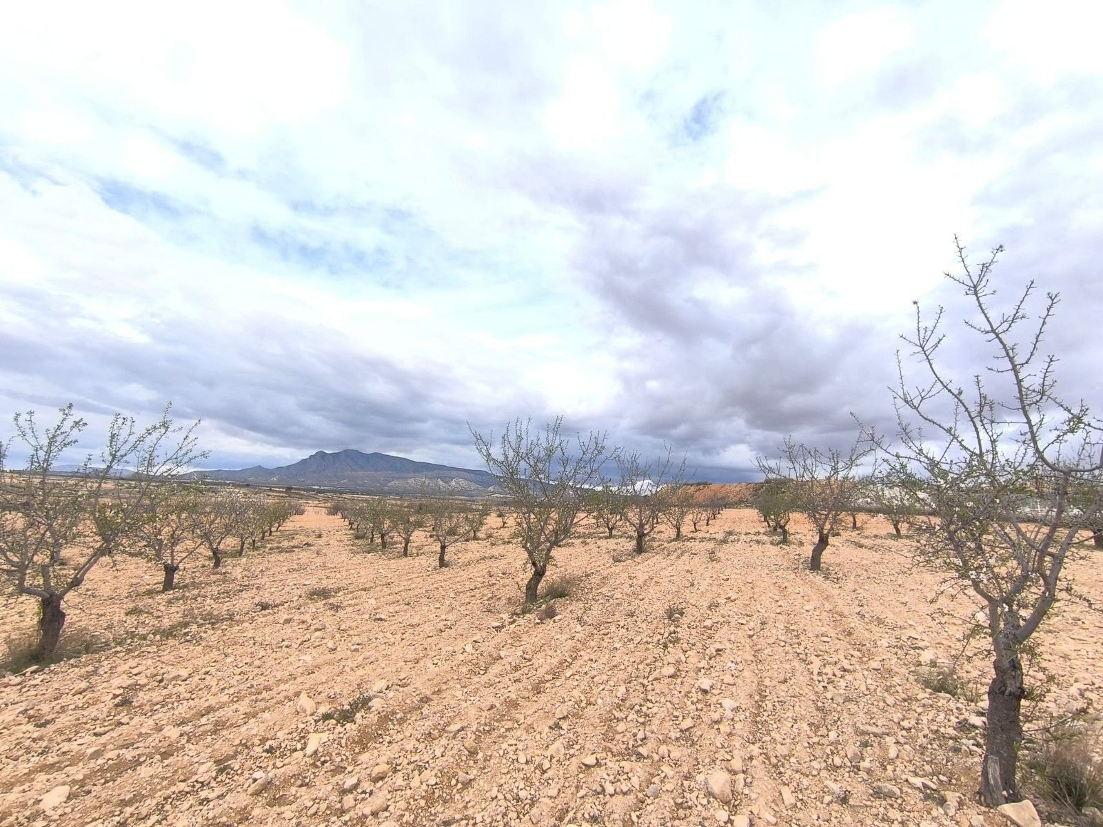 Land in Yecla, Murcia for sale Site Plan- Image 1 of 5
