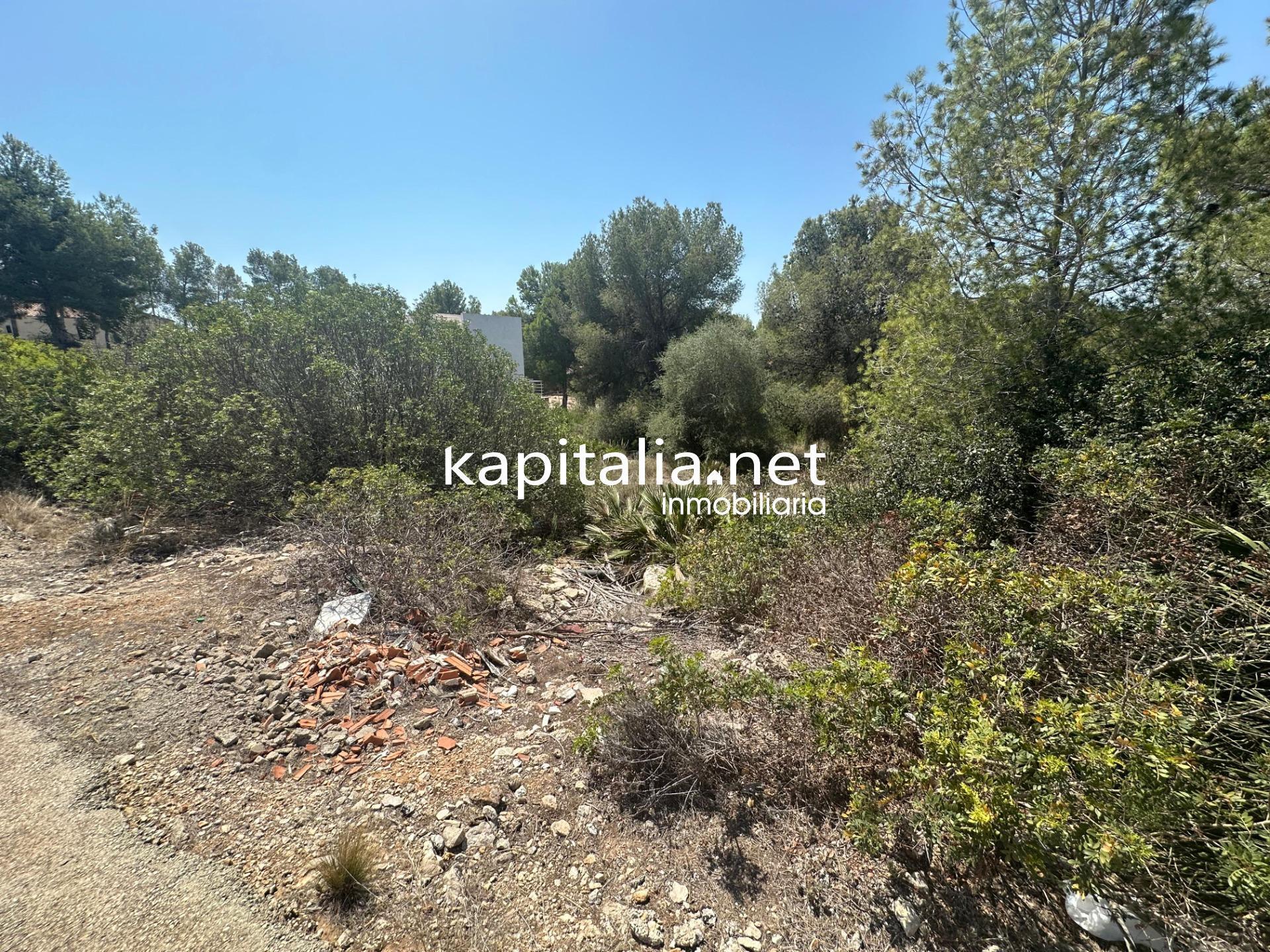 Land in Alberic, Valencia for sale Primary Photo- Image 1 of 6