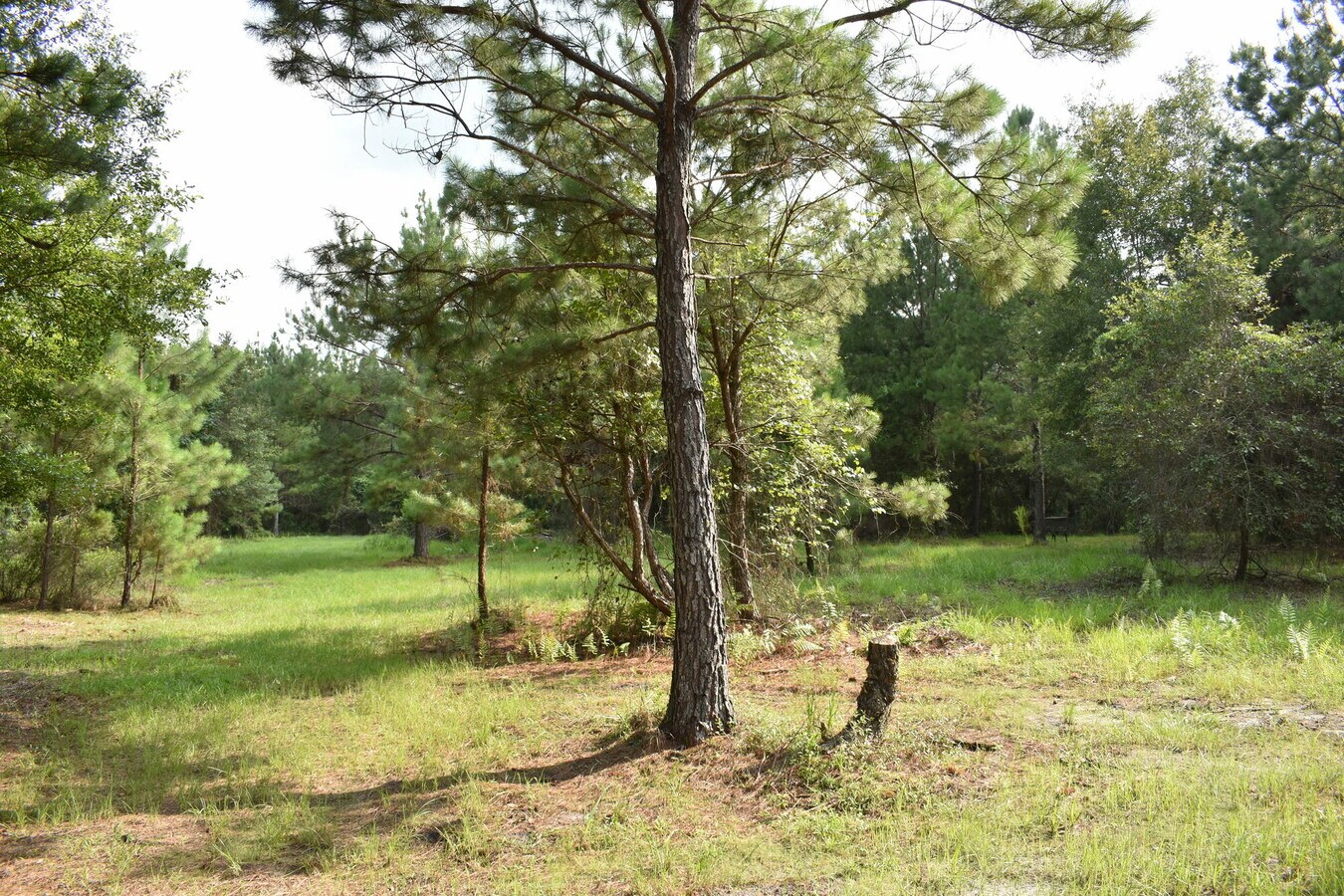 Northwest 221st Street Road, Micanopy 32667 Land for Sale UK