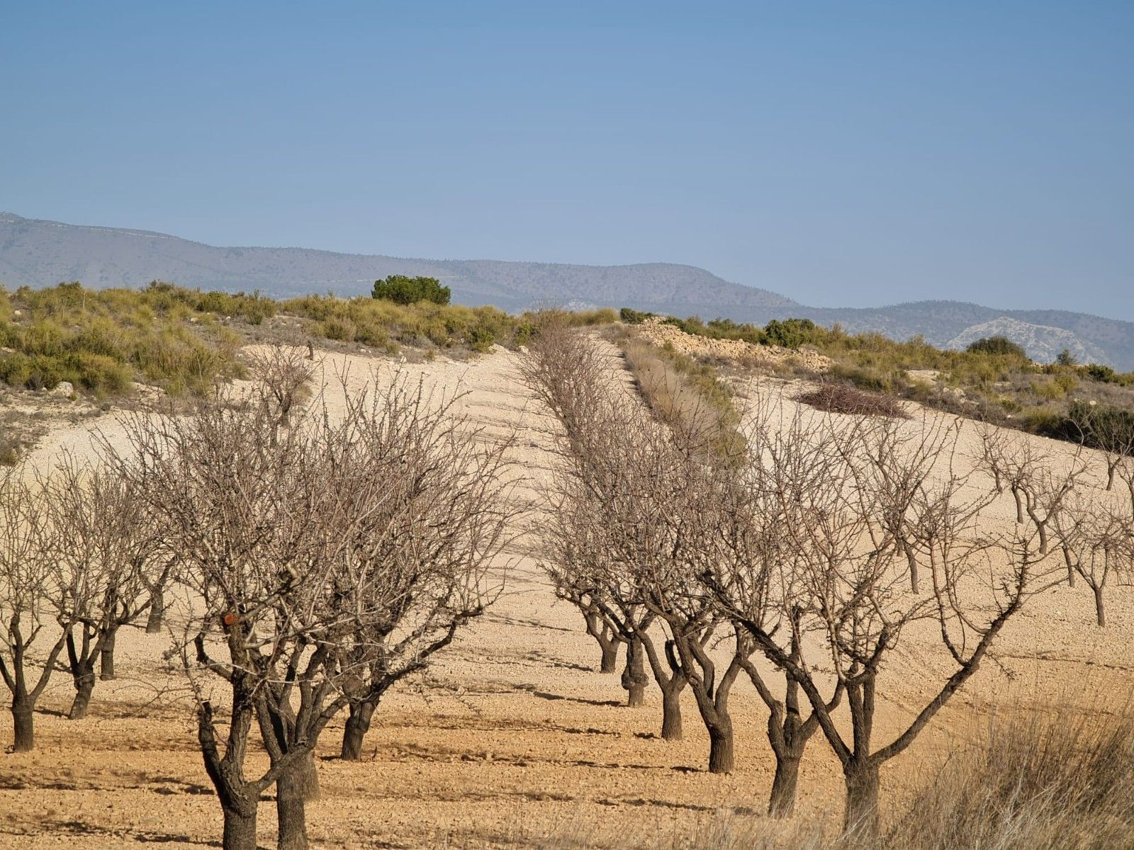 Land in Jumilla, Murcia for sale Primary Photo- Image 1 of 16