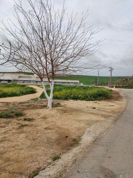 Paso Particular Oe, R5, Burguillos, Sevilla for sale Primary Photo- Image 1 of 20