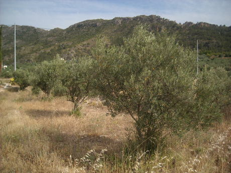 Land in Calasparra, Murcia for sale - Site Plan - Image 3 of 10