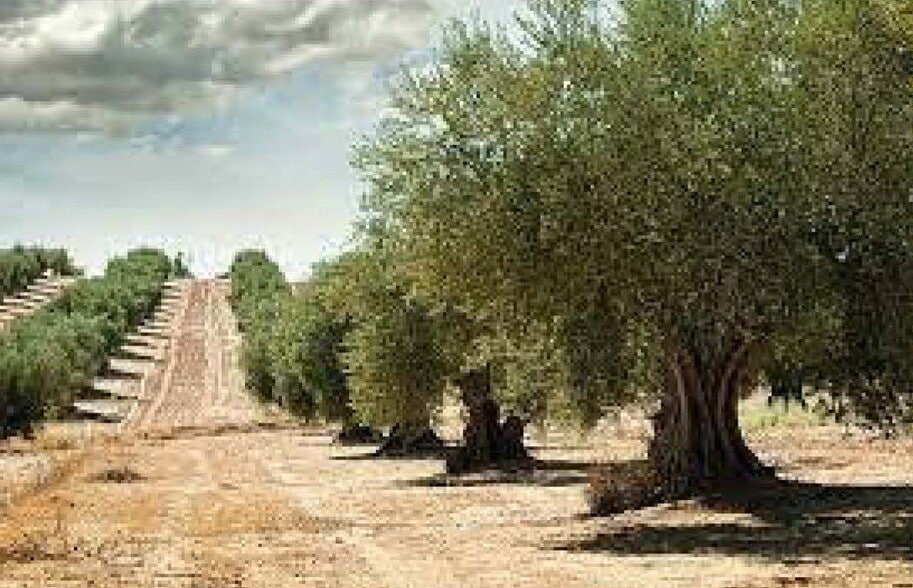 Carrer del Mar, Rossell, Castellón for sale - Building Photo - Image 1 of 1