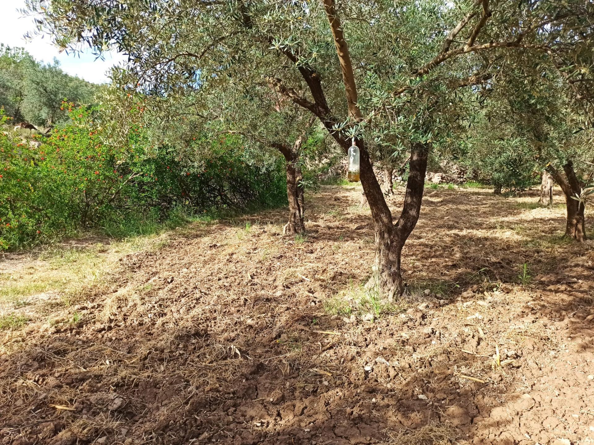 Land in Alcolea del Río, Sevilla for sale Primary Photo- Image 1 of 13