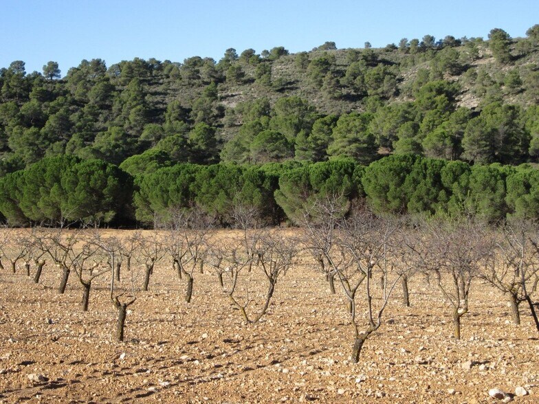 Land in Yecla, Murcia for sale - Primary Photo - Image 3 of 9