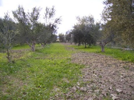 Land in Calasparra, Murcia for sale - Building Photo - Image 3 of 12