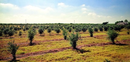 9846 CR 260, Realitos, TX for sale Primary Photo- Image 1 of 16