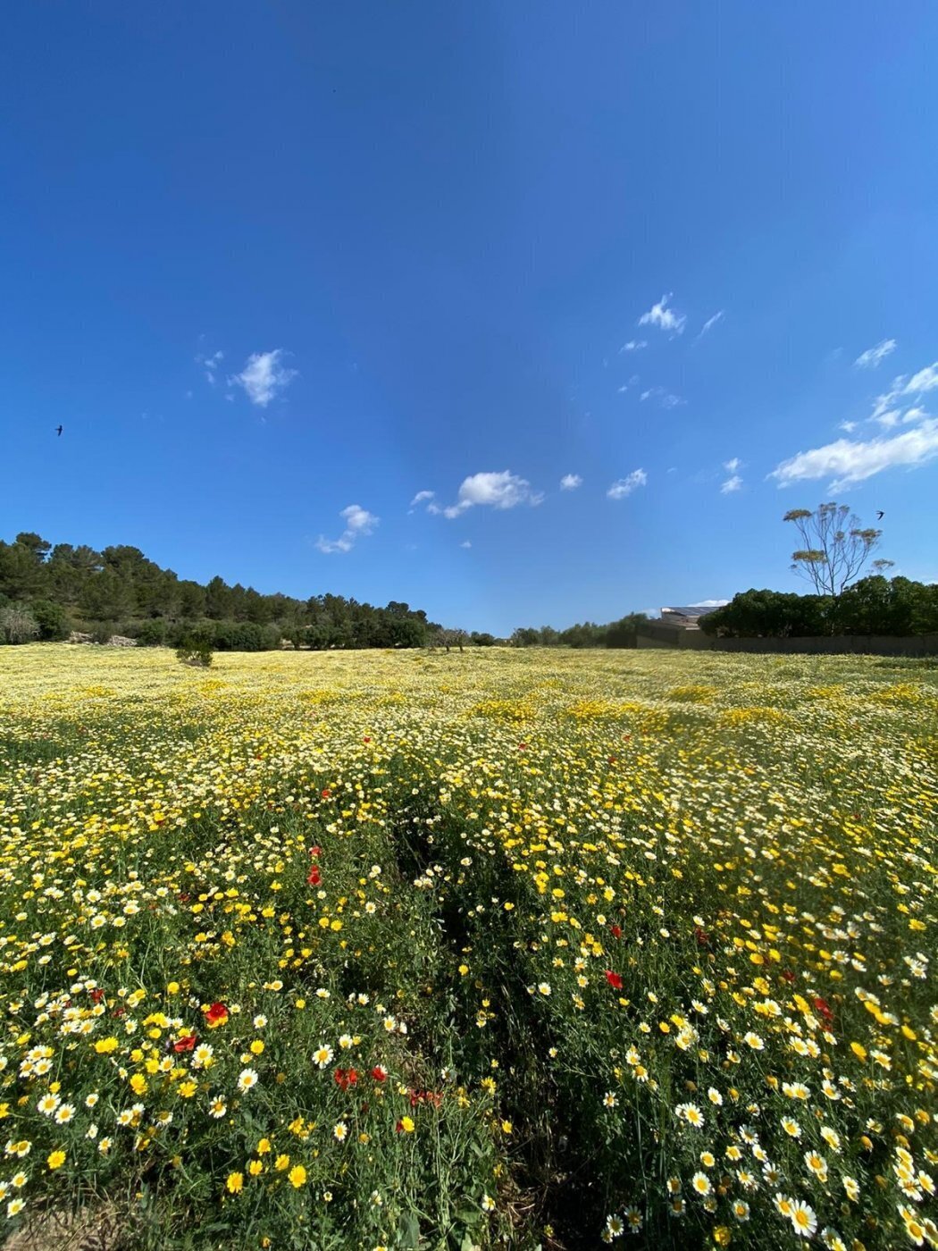 Land in Manacor, Islas Baleares for sale Aerial- Image 1 of 8