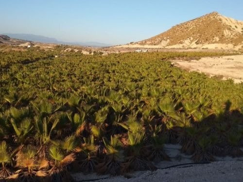 Land in Fortuna, Murcia for sale Site Plan- Image 1 of 8