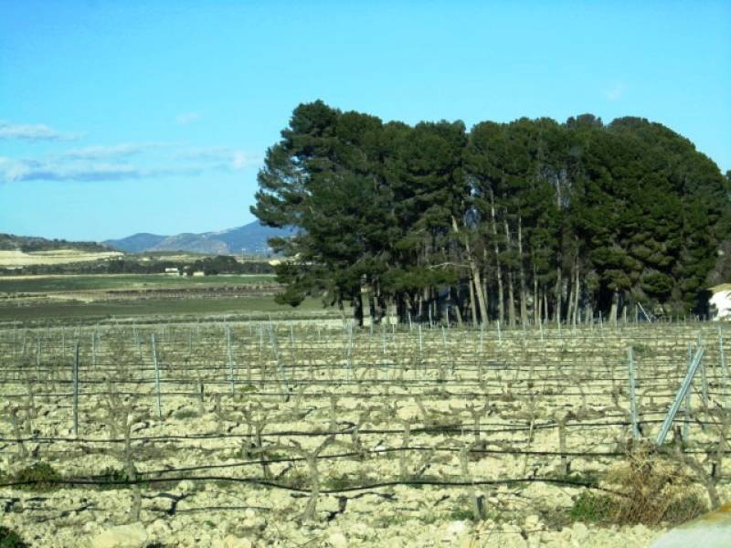 Land in Salinas, Alicante for sale Building Photo- Image 1 of 2