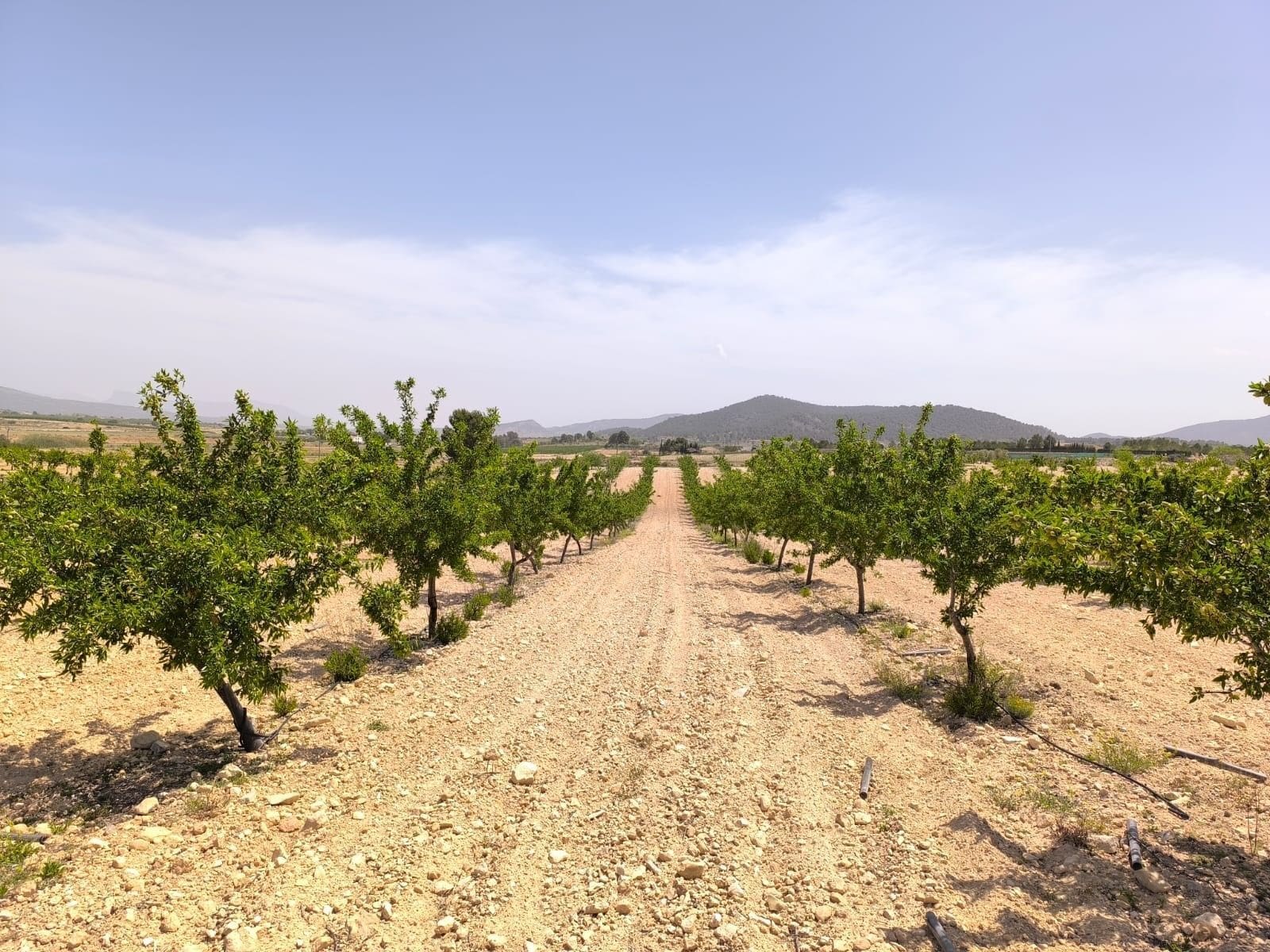 Land in Úbeda, Jaén for sale Primary Photo- Image 1 of 7