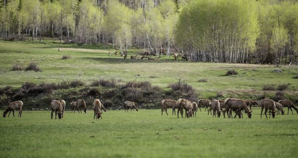 Buckhorn Mountain Rd, Montrose, CO for sale - Primary Photo - Image 1 of 1