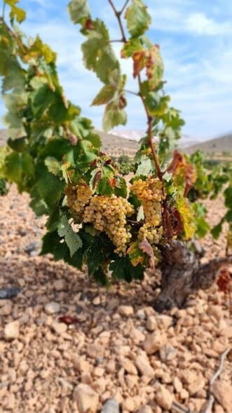 Land in Abanilla, Murcia for sale - Primary Photo - Image 2 of 13