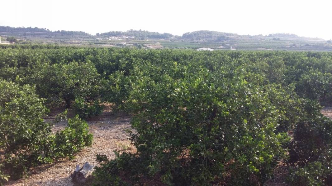 Land in Montroy, Valencia for sale Building Photo- Image 1 of 15