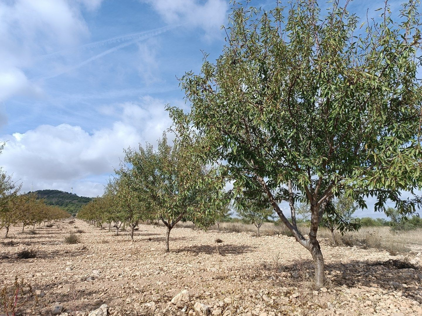 Land in MURCIA for sale Primary Photo- Image 1 of 6