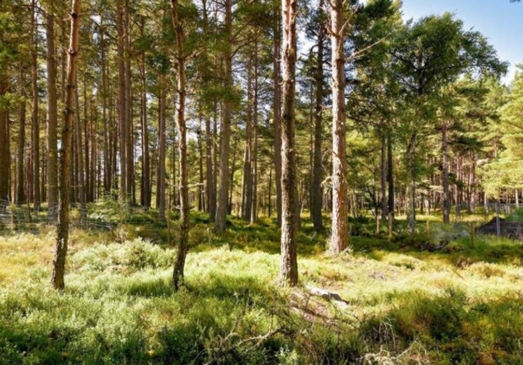 Dell Rd, Nethy Bridge PH25 3DG UK