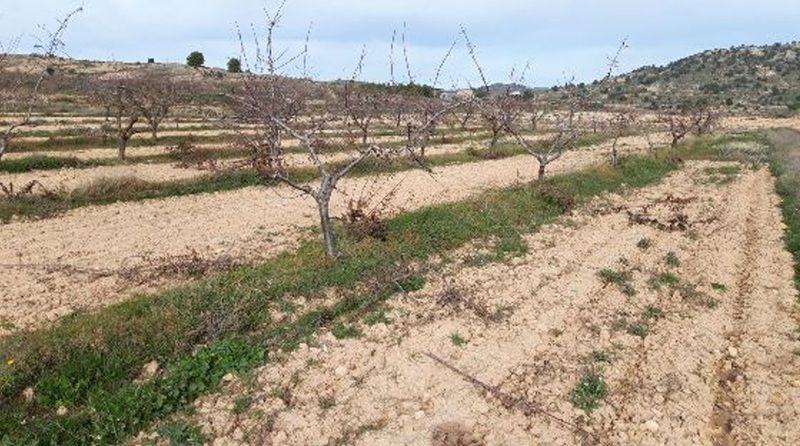 Camino de los Charquillos, Yecla, Murcia to rent Primary Photo- Image 1 of 10