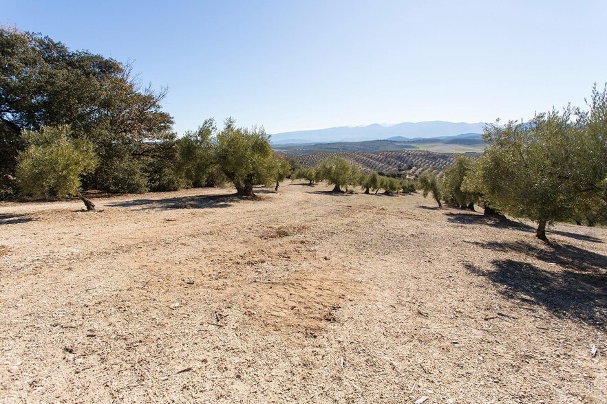 Poligono, 2 Parcela 276 Y, Campotéjar, Granada for sale - Site Plan - Image 3 of 30