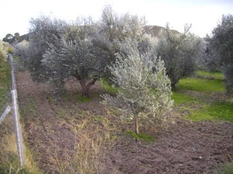 Land in Calasparra, Murcia for sale - Building Photo - Image 2 of 12