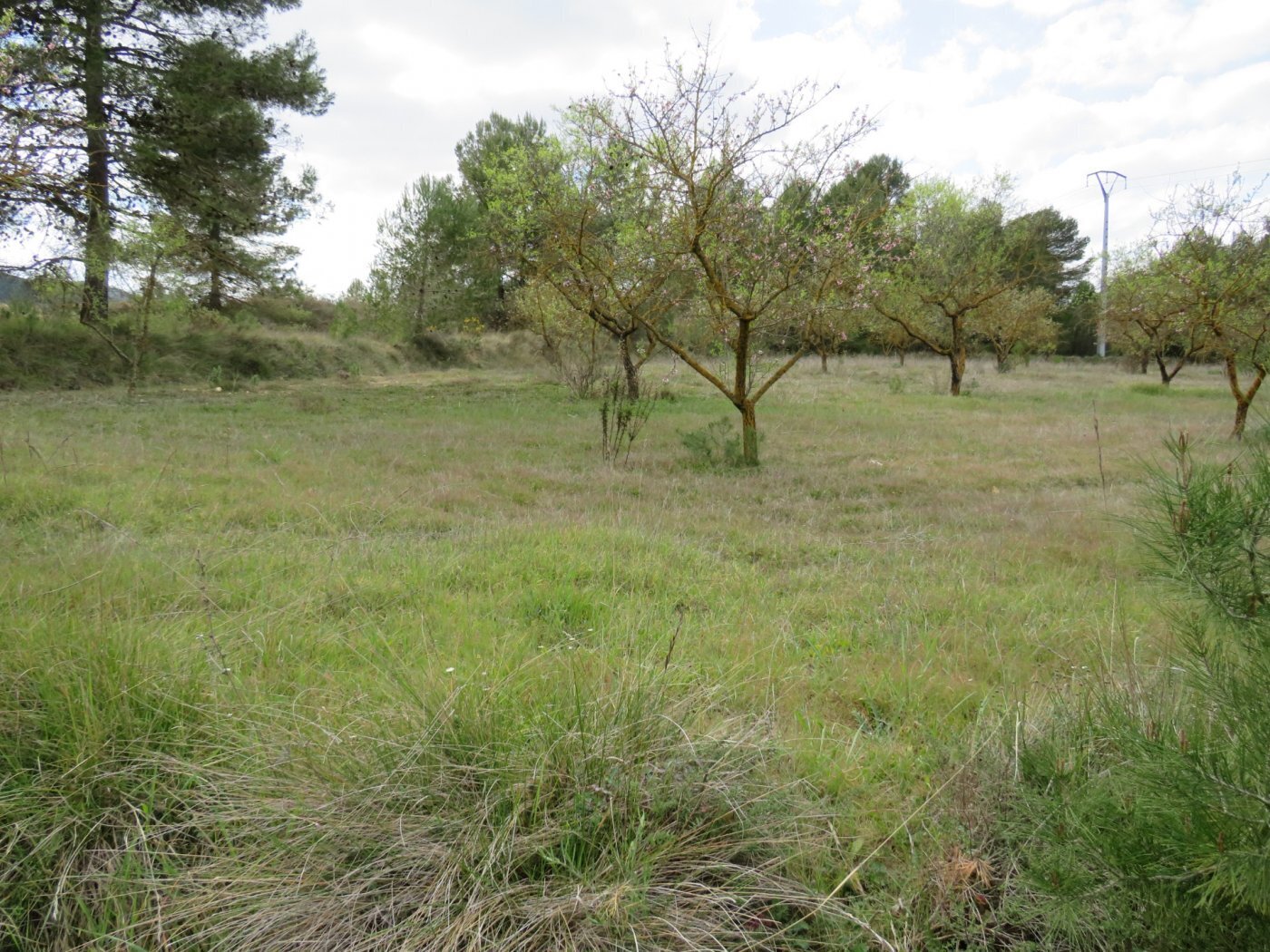 Land in Ontinyent, Valencia for sale Primary Photo- Image 1 of 10
