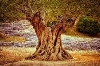 More details for Carrer del Mar, Rossell - Land for Sale