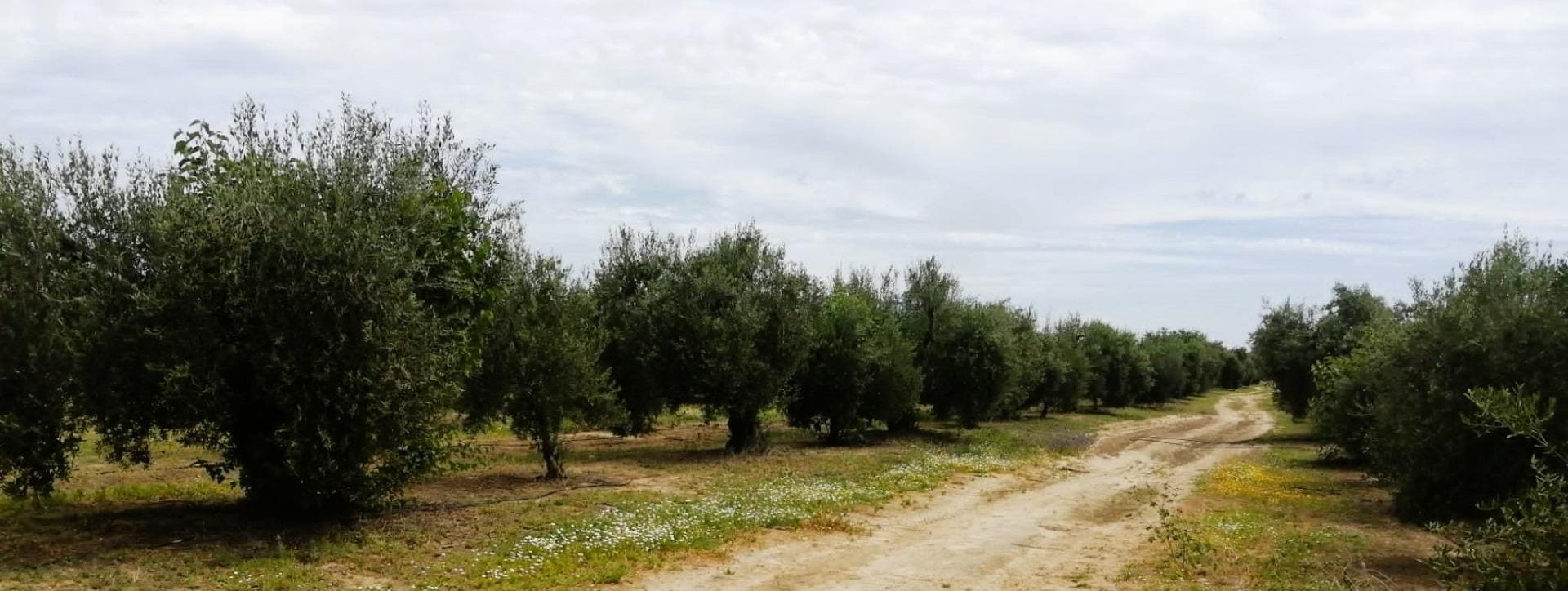 Polígono Ue, 11 Parcela 69, Villamanrique de la Condesa, Sevilla for sale Building Photo- Image 1 of 38