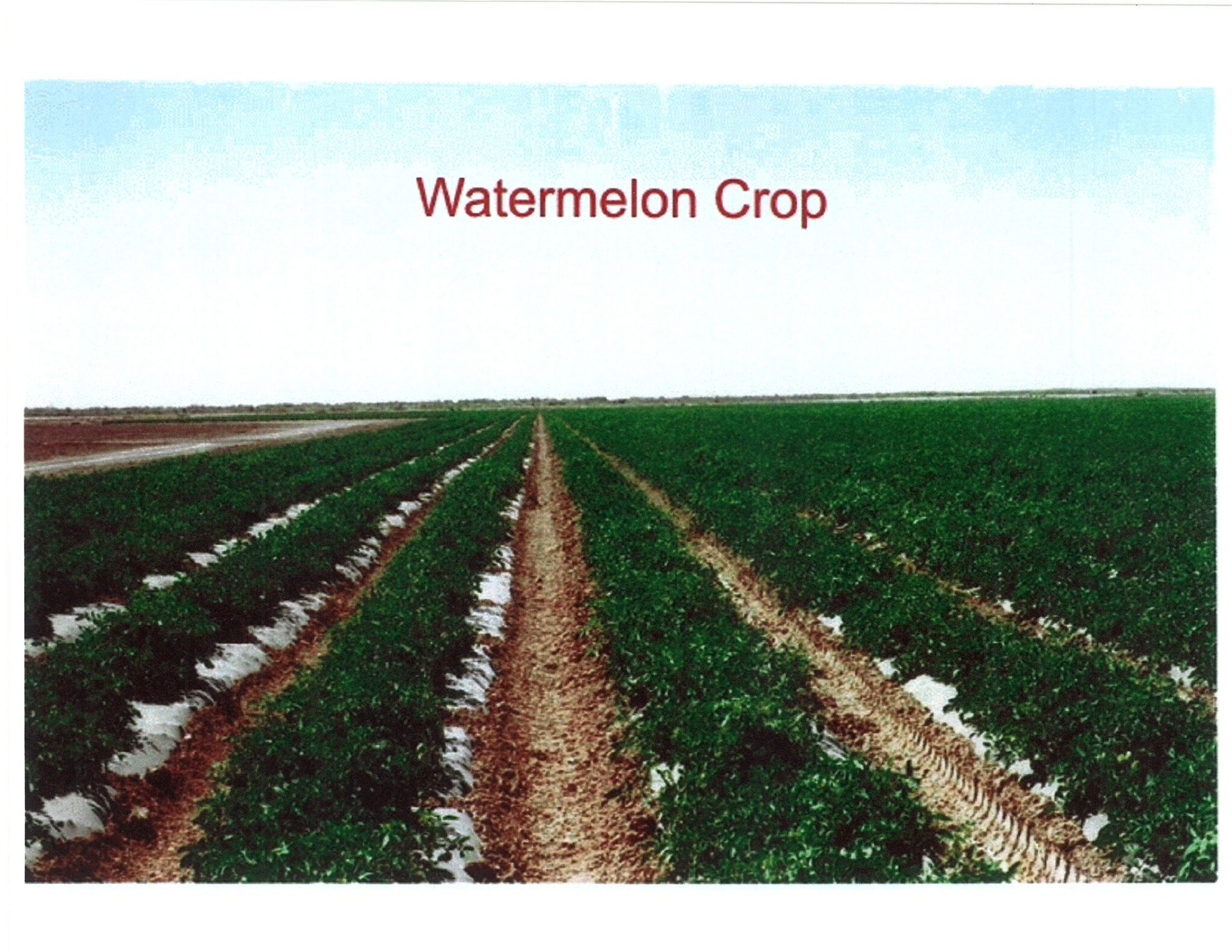 Hwy 111, Niland 92257 Land for Sale